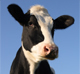 Dairy Services