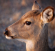 Game Animals Services