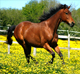 Equine Services