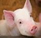 Swine Services
