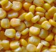 Seed Services